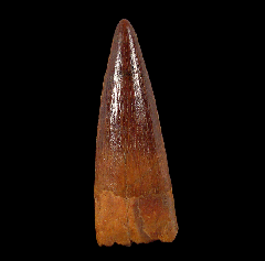 Spinosaurus tooth 