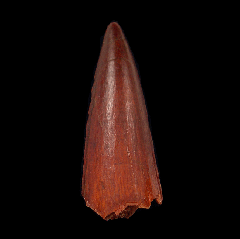 Quality Spinosaurus tooth for sale | Buried Treasure Fossils