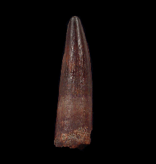 Spinosaurus aegyptiacus tooth for sale | Buried Treasure Fossils 