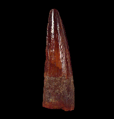 Spinosaurus tooth | Buried Treasure Fossils