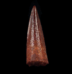 Red Spinosaurus tooth for sale | Buried Treasure Fossils