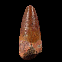 Spinosaurus tooth 