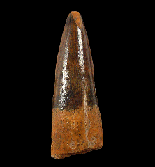 Quality Spinosaurus tooth for sale | Buried Treasure Fossils