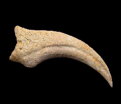Rare Moroccan Spinosaurus hand claw  | Buried Treasure Fossils
