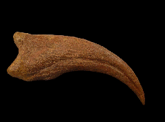 Spinosaurus manus claw | Buried Treasure Fossils
