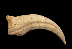 Rare Moroccan Spinosaurus hand claw for sale | Buried Treasure Fossils