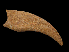 Rare Moroccan Spinosaurus hand claw  | Buried Treasure Fossils