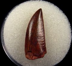 Raptor tooth for sale from Morocco | Buried Treasure Fossil