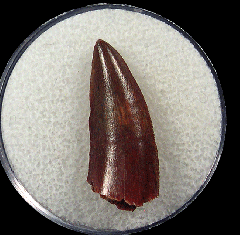 Abelisaurid tooth from Morocco