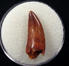 Extra large Abelisaurid tooth for sale 