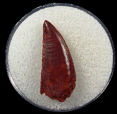 Abelisaurid tooth for sale from Kem Kem