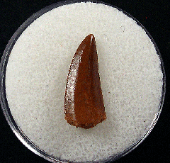 Moroccan dinosaur tooth for sale | Buried Treasure Fossils