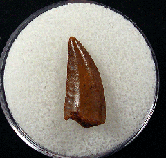 Moroccan dinosaur tooth for sale | Buried Treasure Fossils