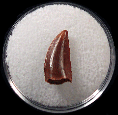 Rare Abelisaurid tooth for sale | Buried Treasure Fossils