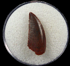 Moroccan Abelisaurid tooth for sale