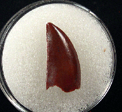Moroccan Abelisaurid tooth for sale 