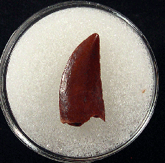 Moroccan dinosaur tooth for sale | Buried Treasure Fossils