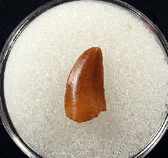 Moroccan Abelisaurid dinosaur tooth for sale | Buried Treasure Fossils