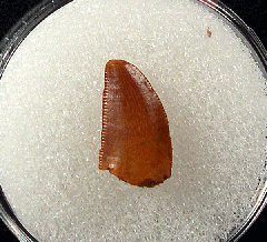 Moroccan dinosaur tooth for sale | Buried Treasure Fossils