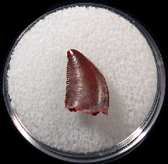 Moroccan dinosaur tooth for sale | Buried Treasure Fossils