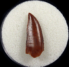 Moroccan dinosaur tooth for sale | Buried Treasure Fossils