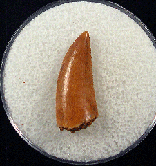 Moroccan dinosaur tooth for sale