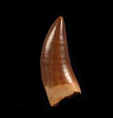 Deltadromeus agilis 
