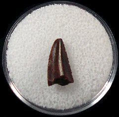 Moroccan dinosaur tooth for sale | Buried Treasure Fossils