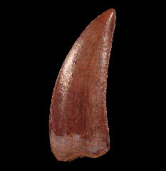 Extra large Deltadromeus tooth for sale