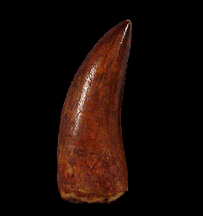 Moroccan Deltadromeus dinosaur tooth for sale | Buried Treasure Fossils