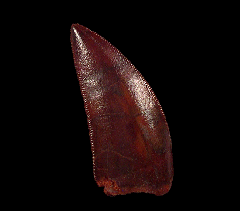 Deltadromeus dinosaur tooth for sale