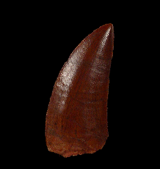 Moroccan Deltadromeus dinosaur tooth for sale | Buried Treasure Fossils