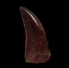 Rare Deltadromeus raptor tooth for sale