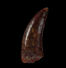 Rare Deltadromeus raptor tooth for sale 