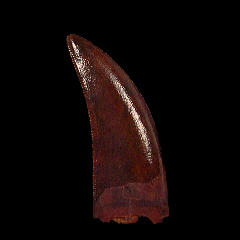 Real Deltadromeus raptor tooth for sale