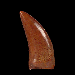 Moroccan Deltadromeus dinosaur tooth for sale | Buried Treasure Fossils