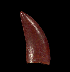 Moroccan Deltadromeus dinosaur tooth for sale