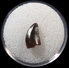 Moroccan dinosaur tooth for sale | Buried Treasure Fossils