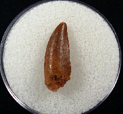 Moroccan dinosaur tooth for sale | Buried Treasure Fossils