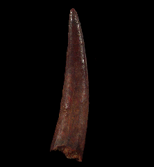 Big Pterosaur tooth for sale