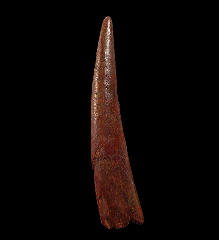 Extra Large Cretaceous Pterosaur tooth for sale 