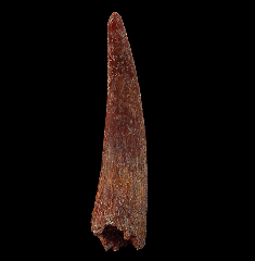Extra Large Moroccan Pterosaur tooth for sale