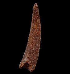 Extra Large Moroccan Pterosaur tooth for sale 