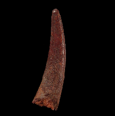 Pterosaur dinosaur tooth for sale 