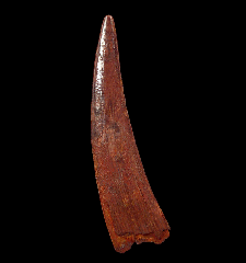 Extra Large Cretaceous Pterosaur tooth for sale 
