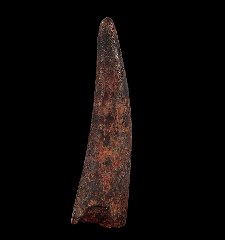 Pterosaur dinosaur tooth for sale 