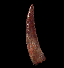 Coloborhynchus tooth for sale 