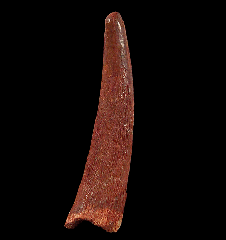 Pterosaur dinosaur tooth for sale