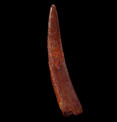 Big Cretaceous Pterosaur tooth for sale | Buried Treasure Fossils