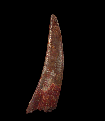 Big Cretaceous Pterosaur tooth for sale